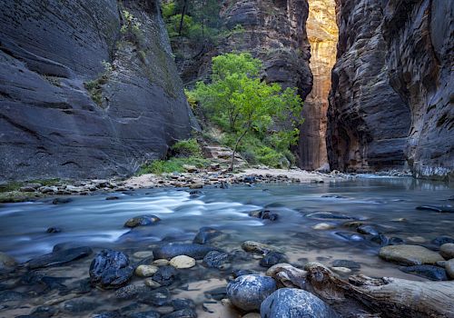 A scenic river flows through a narrow canyon with steep rock walls, lush greenery, and a tree in the center, illuminated by sunlight.