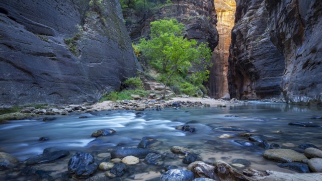A scenic river flows through a narrow canyon with steep rock walls, lush greenery, and a tree in the center, illuminated by sunlight.